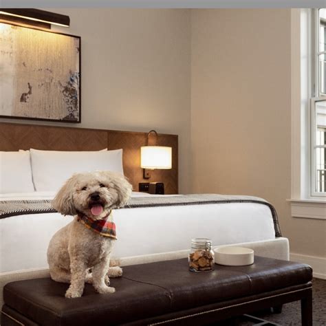 pet friendly hilton hotels|14 Hilton Hotels Where You Can Pamper Your Pet .